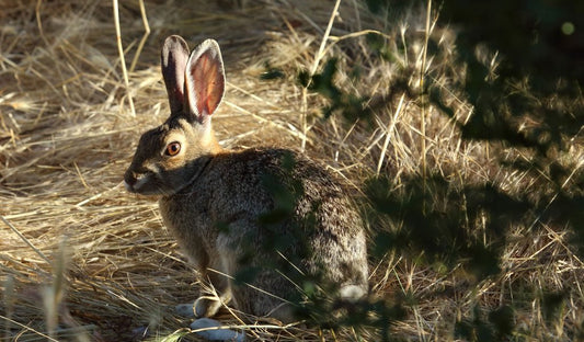 Pursuing the Wily Cottontail: A Rabbit Hunting Adventure - Northern Tines USA