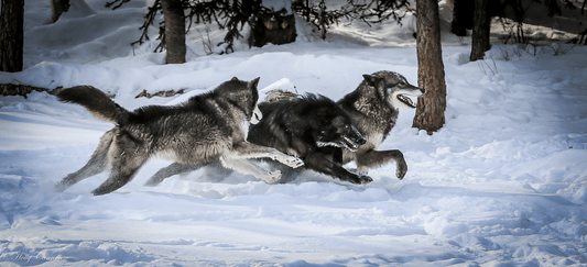 The Resilient Balance: The Rising Wolf Population and its Impact on Minnesota's Whitetail Deer - Northern Tines USA
