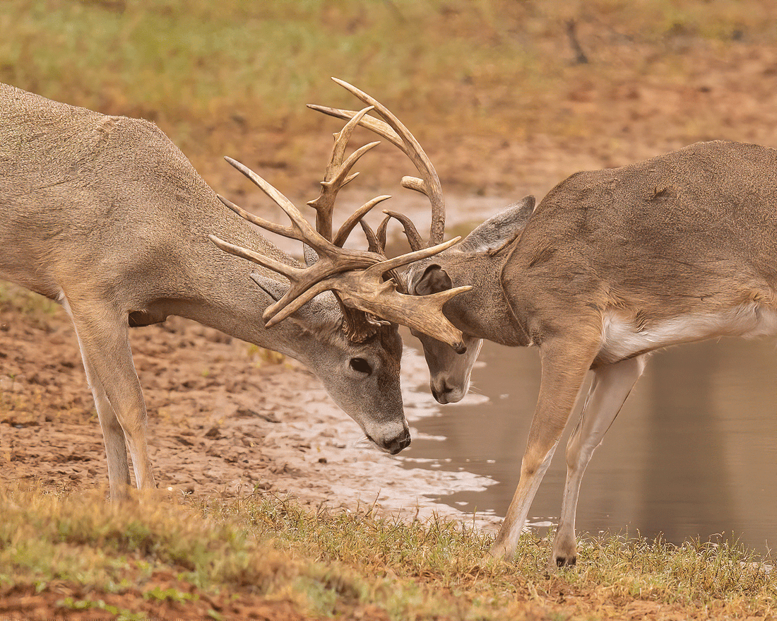 The Rut Unveiled: Whitetail Deer's Passionate Pursuit - Northern Tines USA
