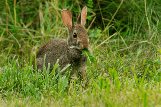 Unveiling the Culinary Preferences of Rabbits: A Journey into Their Diets and Eating Habits - Northern Tines USA