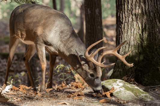 Whitetail Deer's Seasonal Gourmet: A Closer Look at Their Irresistible Feast - Northern Tines USA