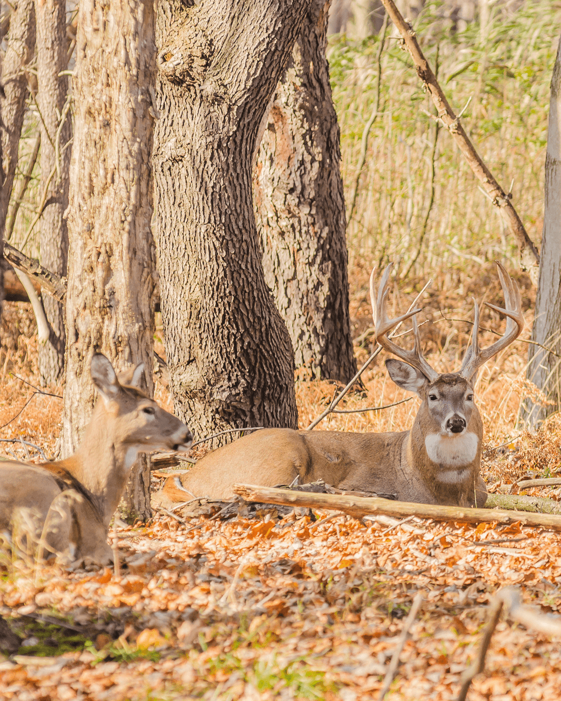 Whitetail Slumber: Unveiling the Bedding Habits of North America's Deer - Northern Tines USA