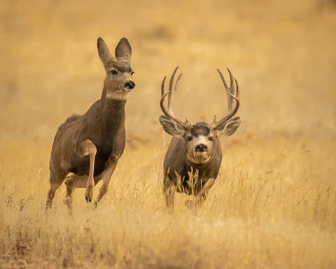 The Mule Deer Rut: Nature's Grand Spectacle Unveiled