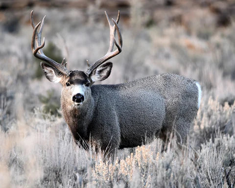 Mule Deer Diet: Unraveling the Culinary Secrets of the High Country