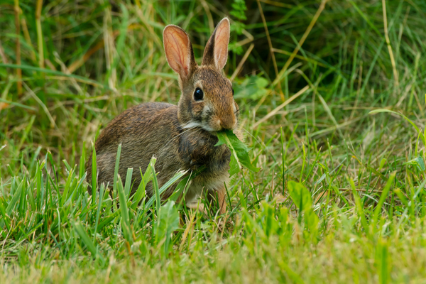 Unveiling the Culinary Preferences of Rabbits: A Journey into Their Diets and Eating Habits