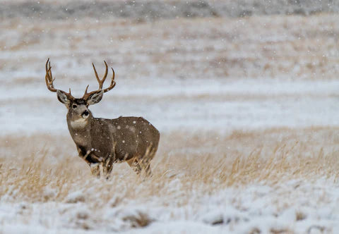 Unveiling the Mule Deer's Habitat: Exploring the Perfect Home for These Majestic Creatures