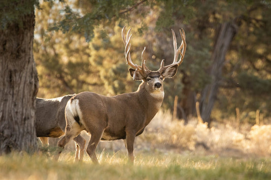 Mastering the Art of Spot and Stalk: Pursuing the Wary Mule Deer