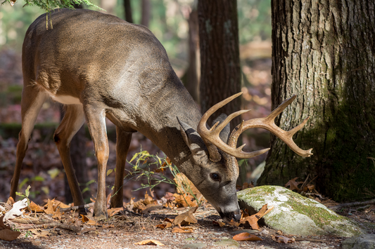 Whitetail Deer's Seasonal Gourmet: A Closer Look at Their Irresistible Feast