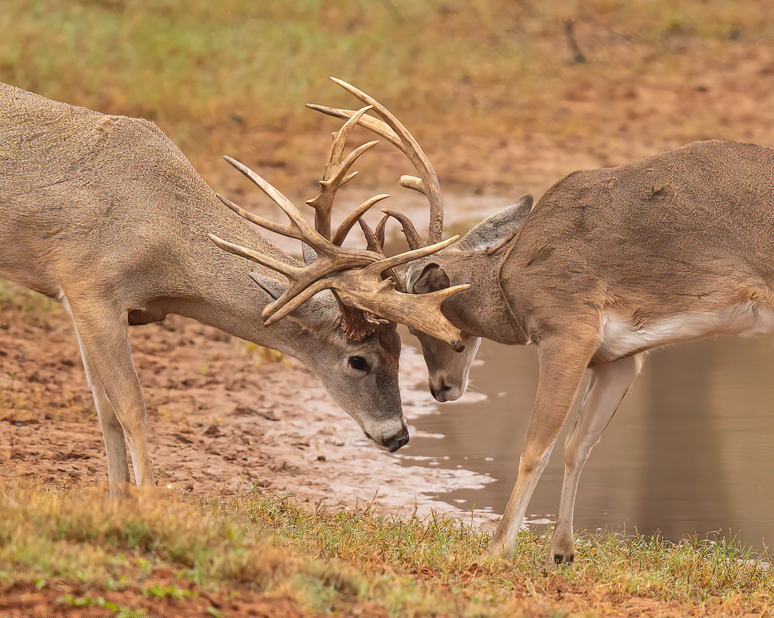 The Rut Unveiled: Whitetail Deer's Passionate Pursuit