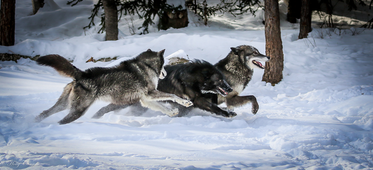 The Resilient Balance: The Rising Wolf Population and its Impact on Minnesota's Whitetail Deer