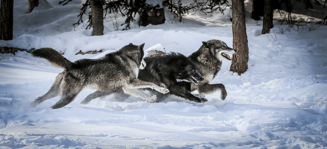 The Resilient Balance: The Rising Wolf Population and its Impact on Minnesota's Whitetail Deer - Northern Tines USA