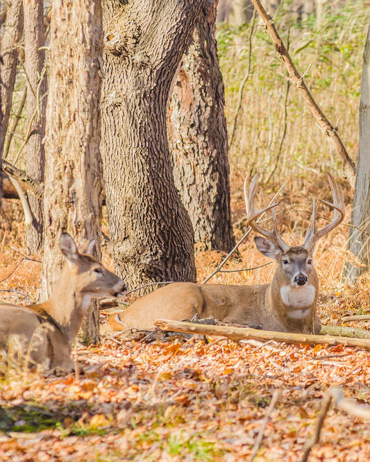 Whitetail Slumber: Unveiling the Bedding Habits of North America's Deer